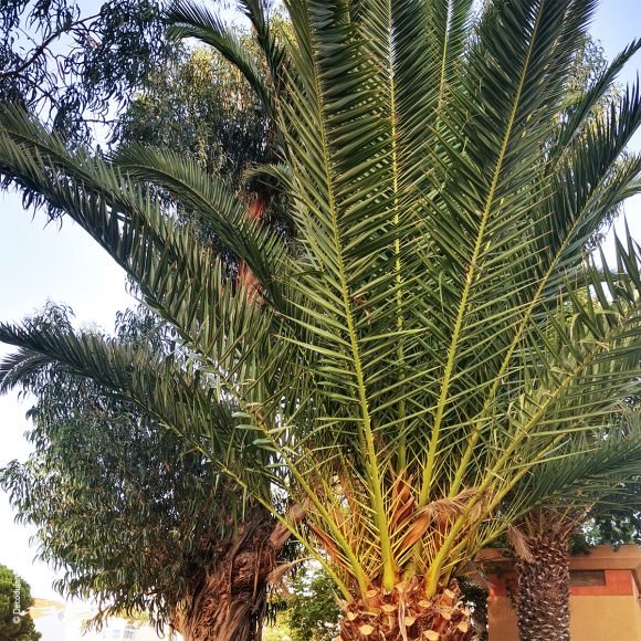 Palmier Phoenix Canariensis