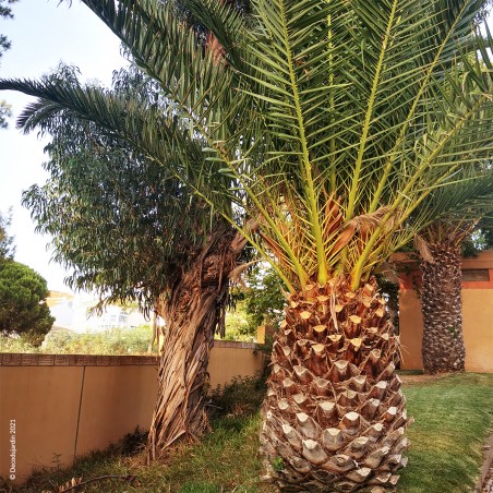 Palmier Phoenix Canariensis