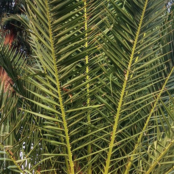 Palmier Phoenix Canariensis