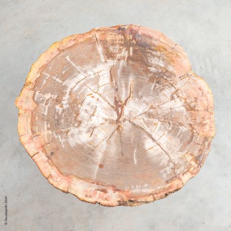 Table Basse Bois Fossilisé Faustinia