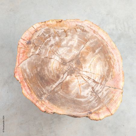 Table Basse Bois Fossilisé Gaia